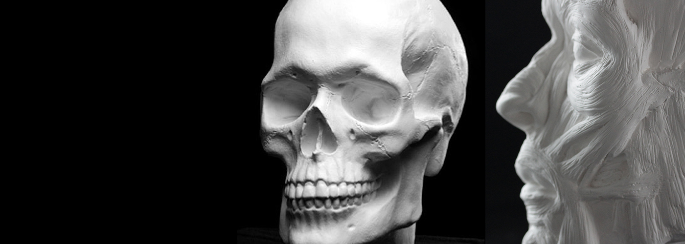 Intermediate Anatomy